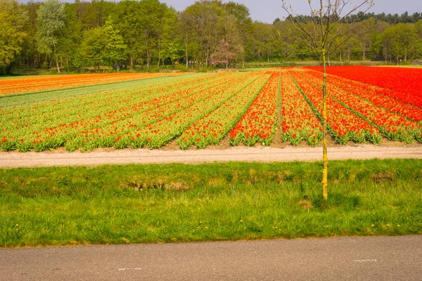 Nederland Lisse Europa Een Grasveld — Stockfoto