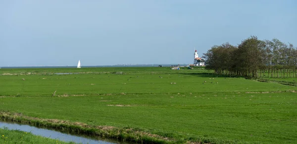Nederländerna Våtmarker Maarken Europa Flock Måsar Som Står Ett Lummigt — Stockfoto