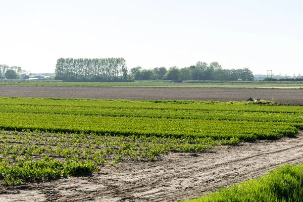 Holandia Lisse Europa Duże Zielone Pole Drzewami Tle — Zdjęcie stockowe