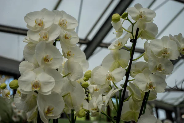 Olanda Lisse Europa Mazzo Fiori Vaso Tavolo — Foto Stock