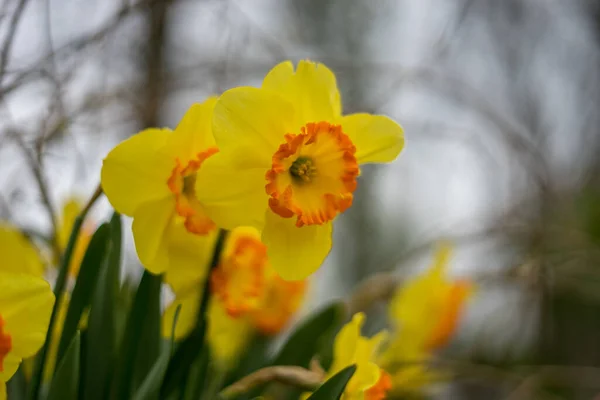 Квітковий Сад Нідерланди Європа Жовта Квітка — стокове фото