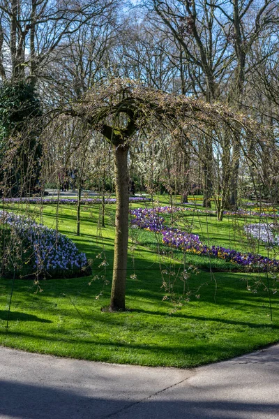 欧洲的花园 一个茂密的绿树成荫的公园 — 图库照片