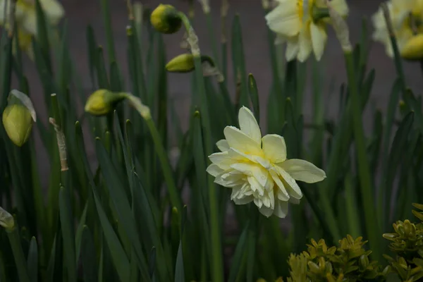 Красивые Красочные Цветы Тюльпана Красивым Фоном Весенний День — стоковое фото
