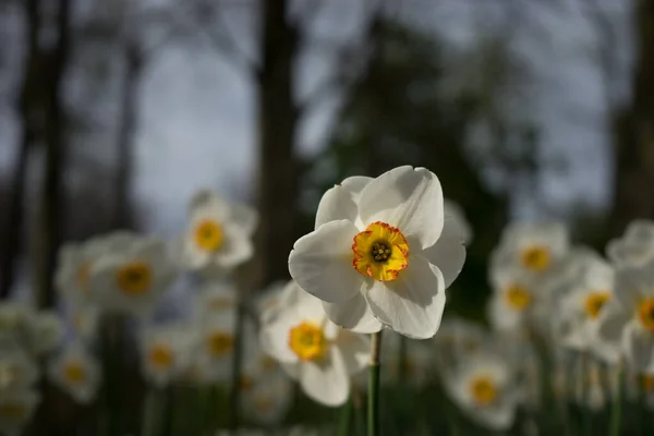 Schöne Bunte Narzissenblüten Mit Schönem Hintergrund Einem Frühlingstag — Stockfoto