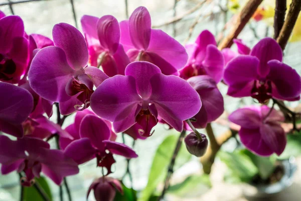 Paesi Bassi Lisse Europa Chiusura Orchidi Pink — Foto Stock