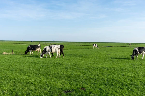 Nederland Wetlands Maarken Europa Een Kudde Runderen Grazend Een Weelderig — Stockfoto