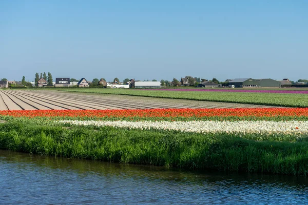 Нідерланди Ліссе Європа Scenic View Field Clear Sky — стокове фото