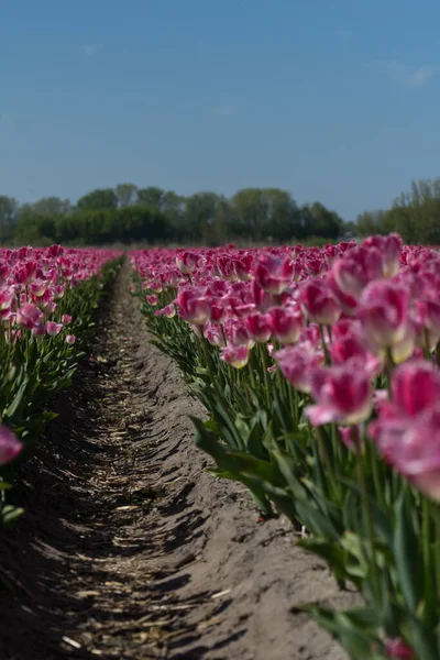 Niederlande Lisse Europa Eine Rosa Blume Auf Einer Pflanze — Stockfoto