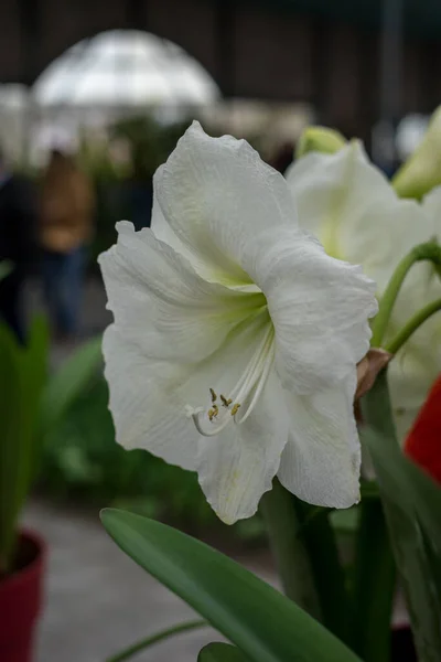 Flower Garden Netherlands Europe Close Flower — Stock Photo, Image