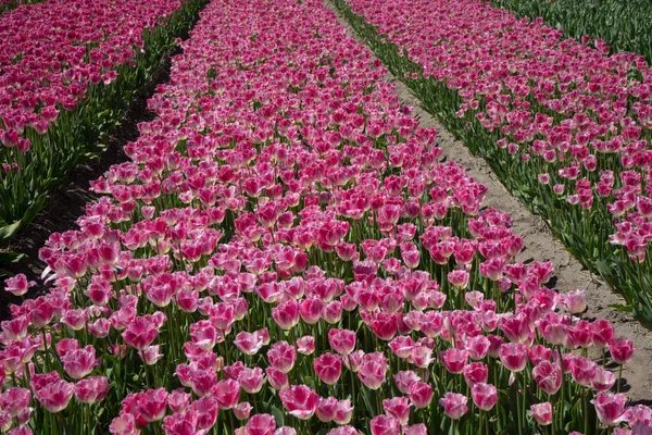 Holandia Lisse Europa Różowy Kwiat Roślinie — Zdjęcie stockowe