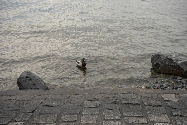 Italien Varenna Comer See Eine Ente Strand — Stockfoto