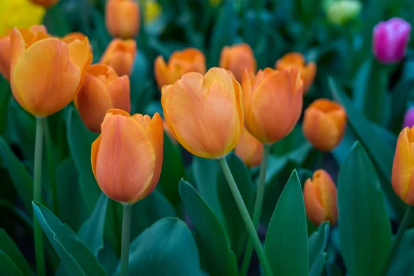 花の庭 オランダ ヨーロッパ 花の終わり — ストック写真