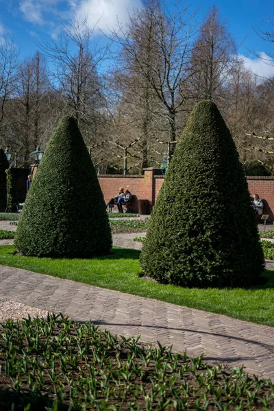 欧洲的花园 花园里的一种绿色植物 — 图库照片