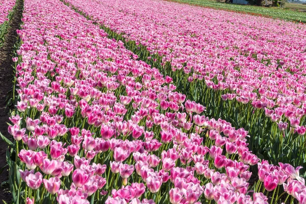 Holandia Lisse Europa Różowy Kwiat Polu — Zdjęcie stockowe