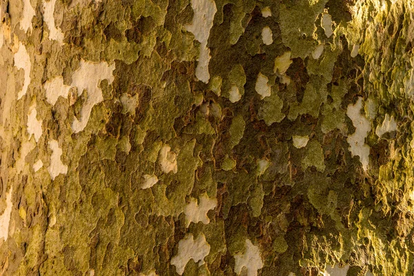 Italy Lecco Lake Como Bark Tree — Stock Photo, Image