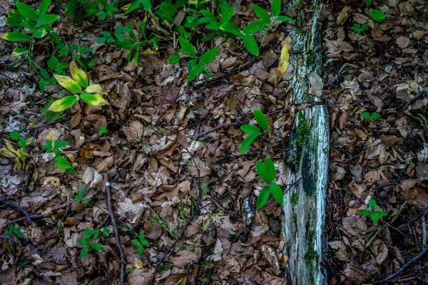 Vieilles Feuilles Sur Sol Haagse Bos Forêt Haye Pays Bas — Photo