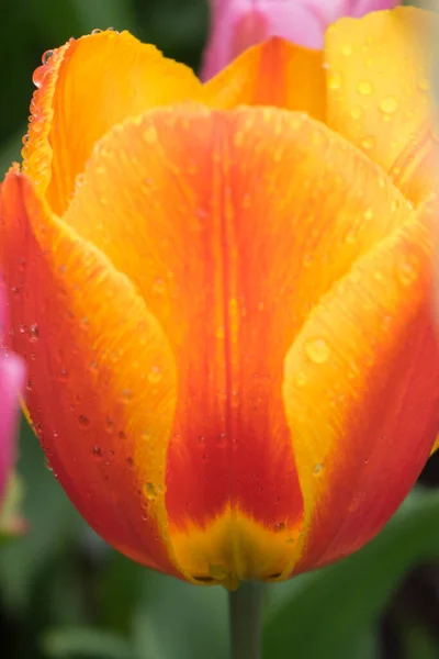 Schöne Bunte Tulpenblumen Mit Schönem Hintergrund Einem Frühlingstag Gelbe Tulpe — Stockfoto