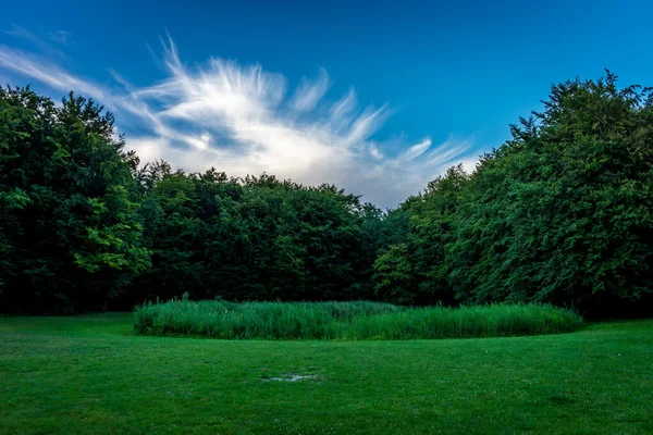 Haagse Bos Yeşil Çimenli Ağaçların Üzerinde Mavi Gökyüzü Beyaz Bulutlar — Stok fotoğraf