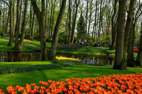 Holandia Lisse Europa Zak Parku — Zdjęcie stockowe