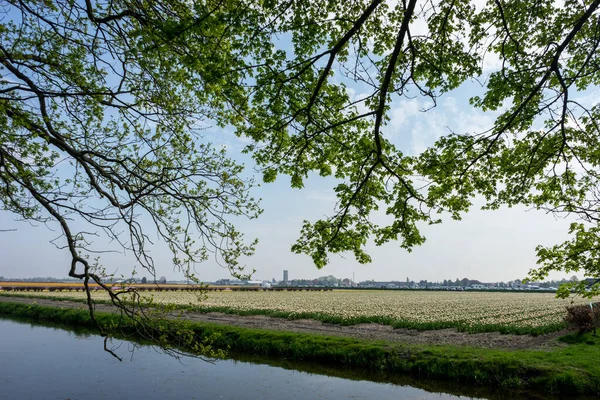 オランダ リスト 花のフィールド — ストック写真