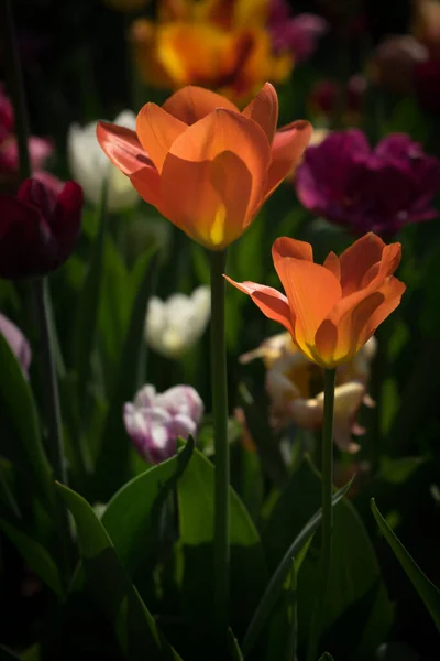 Nederland Lisse Europa Een Close Van Een Bloem — Stockfoto