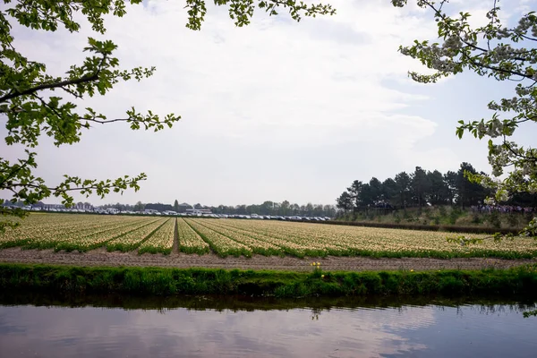 Hollandia Lisse Európa Mezőgazdasági Területek Különleges Vizsgálata — Stock Fotó