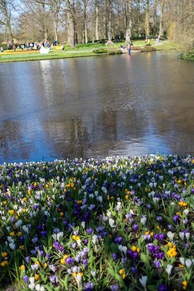 Jardín Flores Países Bajos Europa Una Flor Amarilla Estanque — Foto de Stock