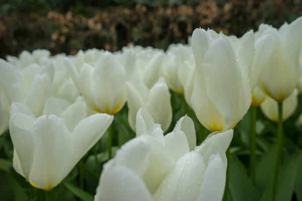 Lindas Flores Tulipa Coloridas Com Belo Fundo Dia Primavera — Fotografia de Stock