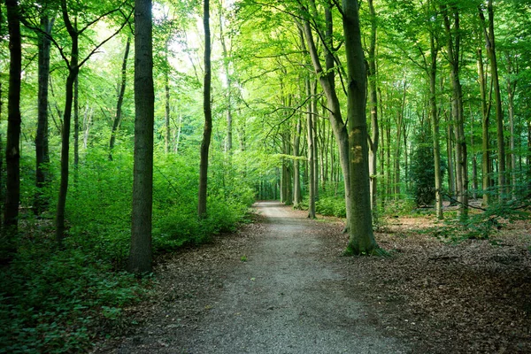 Λασπωμένο Μονοπάτι Μέσα Από Πυκνά Δέντρα Στο Haagse Bos Δάσος — Φωτογραφία Αρχείου