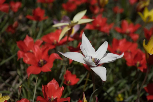 オランダ リスス ヨーロッパ 花の終わり — ストック写真