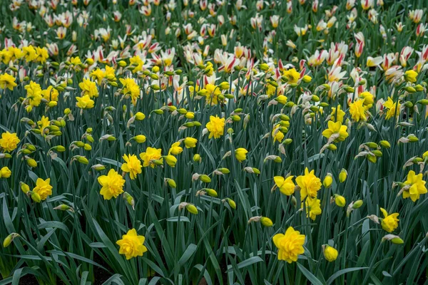 Jardim Flores Holanda Europa Uma Flor Amarela Campo — Fotografia de Stock