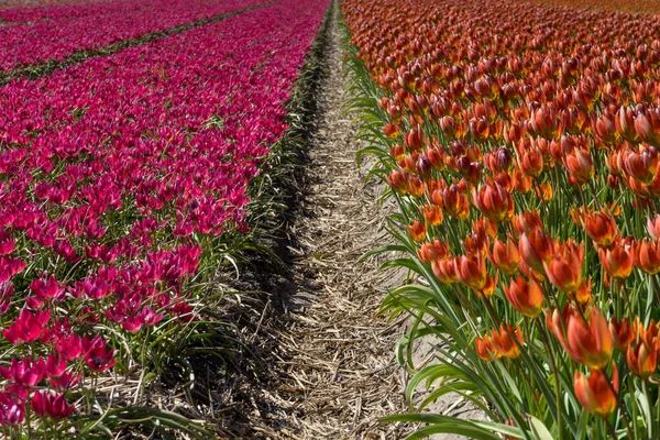 Holandia Lisse Europa Zbliżenie Ogrodu Kwiatowego — Zdjęcie stockowe