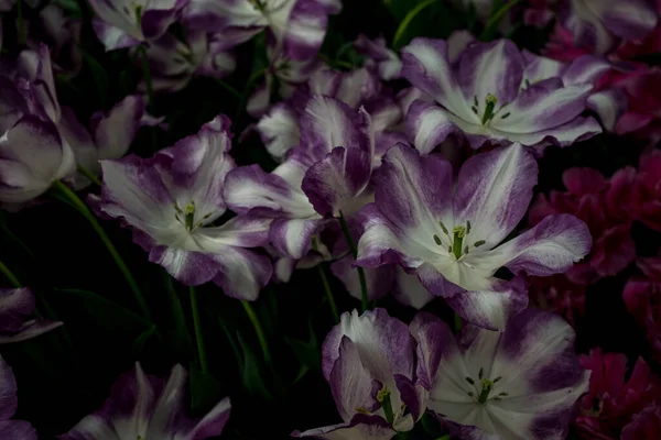 オランダ リスト ヨーロッパ ピンクの花の閉鎖植物 — ストック写真