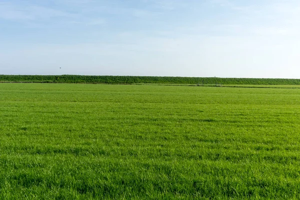 Hollanda Sulak Topraklar Maarken Avrupa Agricultural Açiklarin Müzi Kesi — Stok fotoğraf