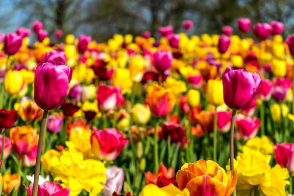 オランダ リスス ヨーロッパ 花の終わり — ストック写真