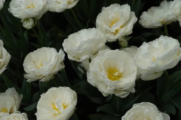 Piękne Kolorowe Kwiaty Tulipanów Pięknym Tłem Wiosenny Dzień — Zdjęcie stockowe