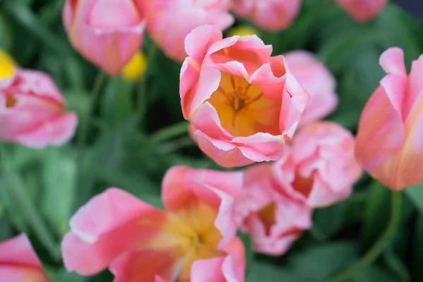 Gyönyörű Színes Tulipán Virágok Gyönyörű Háttérrel Egy Tavaszi Napon — Stock Fotó