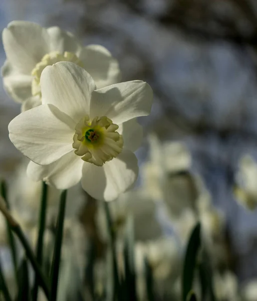 春天的一天 色彩艳丽的水仙花开满了美丽的背景 — 图库照片