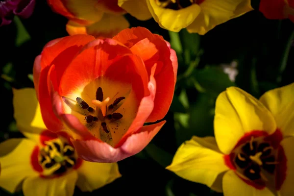 Netherlands Lisse Europe Close Flower — Stock Photo, Image