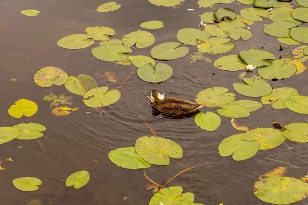 Niederlande Rotterdam Eine Nahaufnahme Eines Teiches Mit Enten — Stockfoto