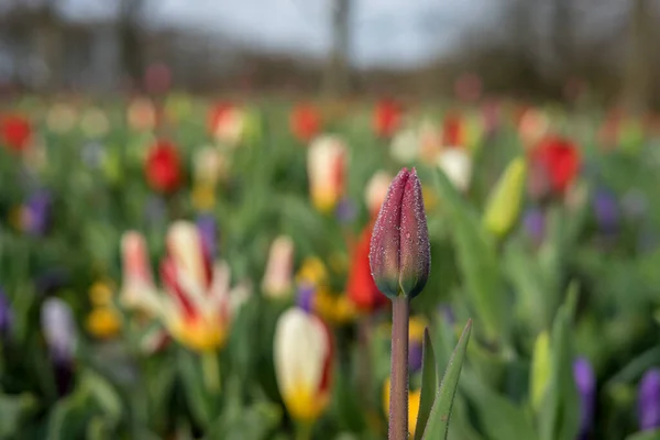 Blumengarten Niederlande Europa Eine Nahaufnahme Einer Blume — Stockfoto