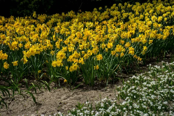 Нидерланды Лиссе Европа Желтый Цветок Поле — стоковое фото
