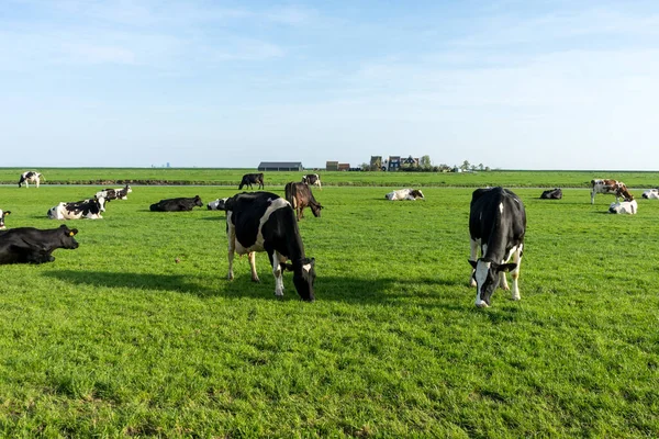 Nederland Wetlands Maarken Europa Een Kudde Runderen Grazend Een Weelderig — Stockfoto