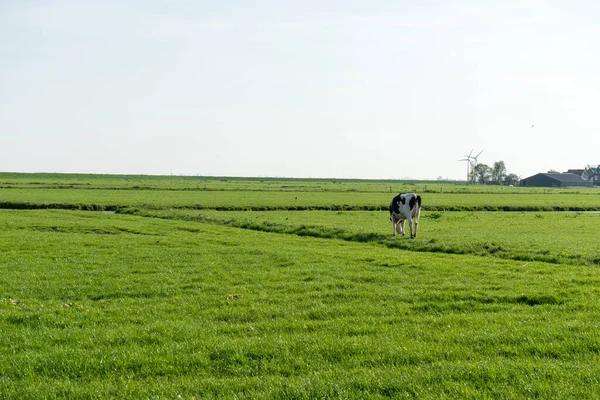 Países Baixos Zonas Húmidas Maarken Europa Uma Vaca Pastando Campo — Fotografia de Stock