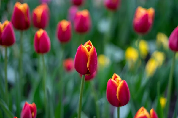 Blommaträdgård Nederländerna Europa Grupp Rgglada Blommor — Stockfoto