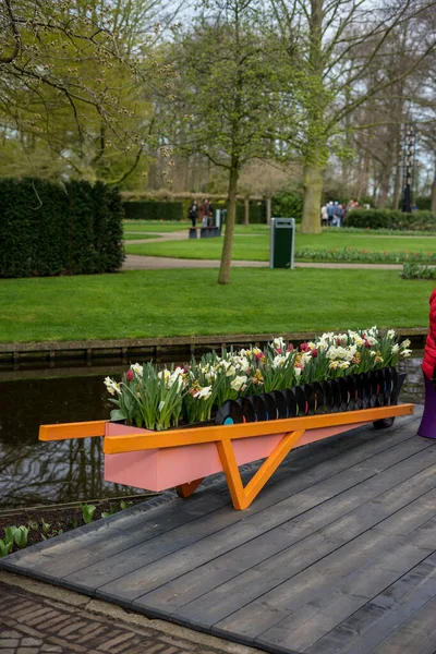 Flower garden, Netherlands, Europe, a person sitting on a bench in a park