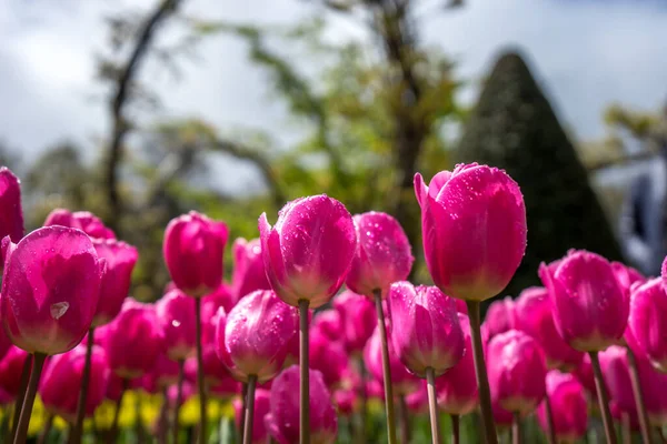 Bellissimi Fiori Tulipano Colorati Con Bellissimo Sfondo Una Giornata Primavera — Foto Stock