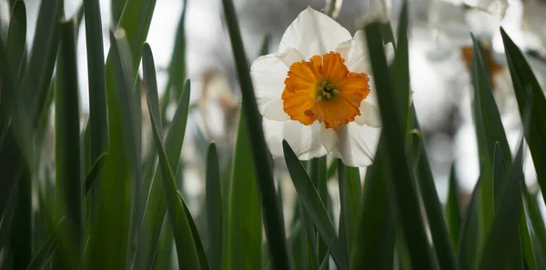 Beautiful Colourful Daffodil Flowers Beautiful Background Spring Day — Stock Photo, Image