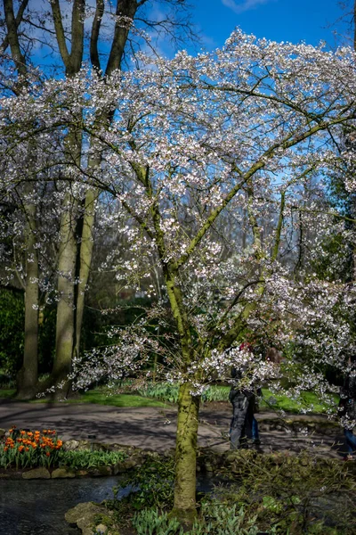 Jardín Flores Países Bajos Europa Árbol Bosque — Foto de Stock