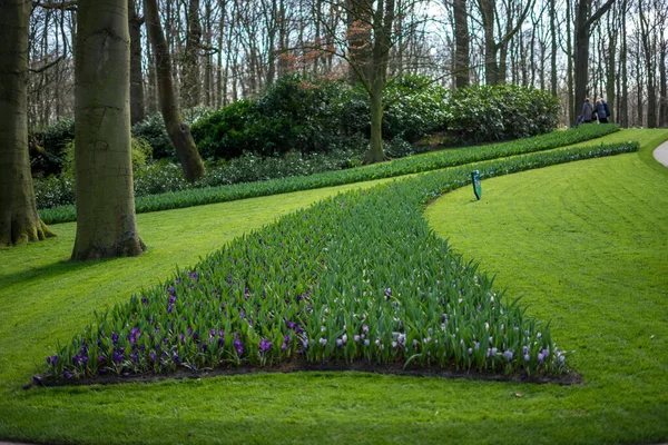 Jardin Fleuri Pays Bas Europe Banc Dans Parc — Photo